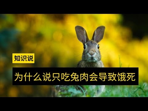 为什么说只吃兔肉会导致饿死 - 知识说