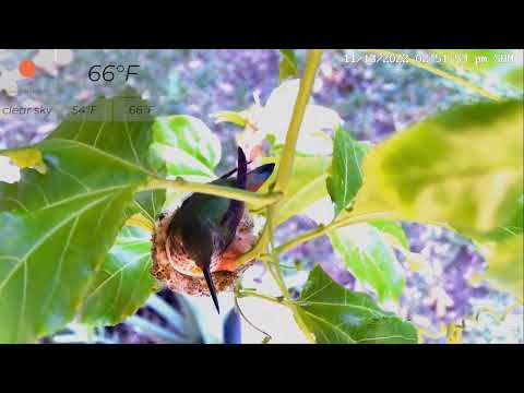 Floras Nest overhead view