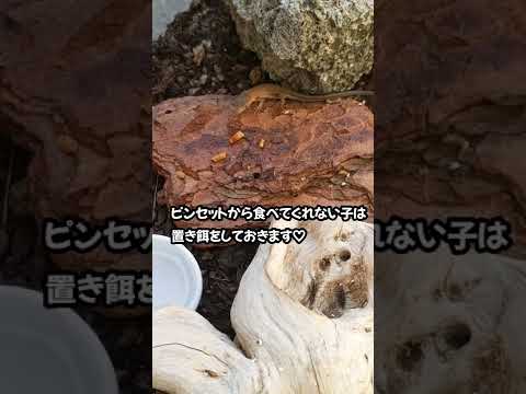 カナヘビ赤ちゃんお食事タイム♡