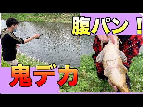 簡単！爆釣！な巨大魚釣ってきました！