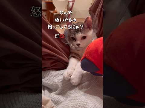 ぬいぐるみにやきもちを焼くねこ #ねこ動画 #cat #保護猫 #子どもと猫 #ことねこくらし #やきもちを焼く