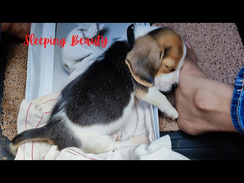 First car ride with my beagle puppy - She slept like a dead - Cute Beagle Puppy - Sleepy Puppy