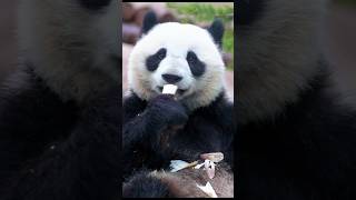 Cute adorable panda eating #panda #cute #adorablepets #adorable #cutepanda #pandas #adorablepanda