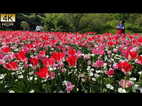 【Tulips and Cherry blossoms】Spring flowers bloom one after another. 首都圏でチューリップと八重桜が満開。