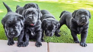 Black Lab Puppies First Adventure Outside!!