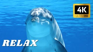 The Ocean 4K - Momentos cautivadores y relajantes  #relaxmusic #4kvideo #4kaquarium