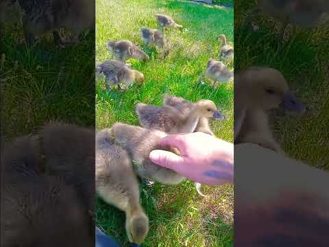 ☝️ГУСЯТА ЭТО САМЫЕ МИЛЫЕ СОЗДАНИЯ НА СВЕТЕ! ❤️ 🪿#гусь #goose #animals