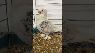 Oriental Satinette #pigeon #champion #fancy #fancypigeons #oriental #show #thebest #pigeons #funny