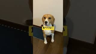 晩御飯を食べていないと言い張るビーグル犬 #いぬ #beagle #dog