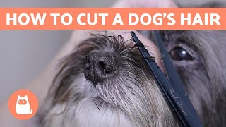 How to Cut a Dog's Hair? 🐶 BASIC GROOMING Tutorial