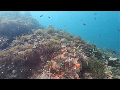 ソラスズメダイ2024.12.10山口県周防大島町「ニホンアワサンゴ群落」