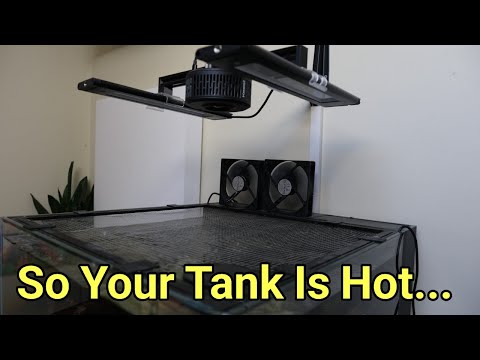 Let's Talk Tank Temperatures | The Prestige Reef Dork Show Ep 54