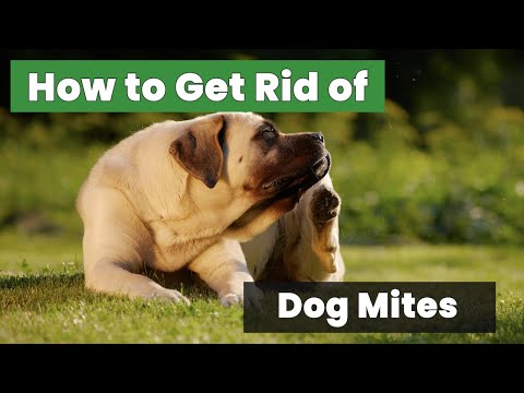 How to Get Rid of Dog Mites in Your House 🐕: Complete Guide for Your Home