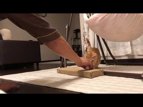 【ねこ動画】猫もおもちゃを持ってくる