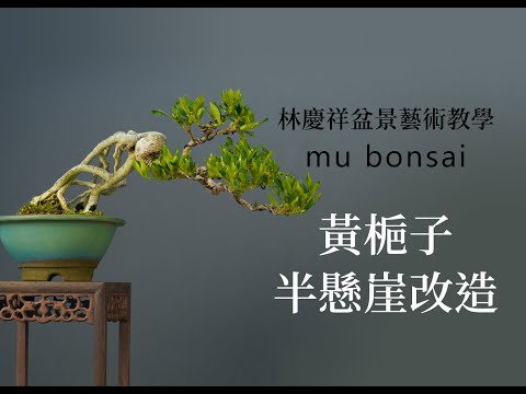 黃梔子半懸崖改造+鋁線塑形 ◤林慶祥盆景藝術教學◢ Bonsai in Taiwan