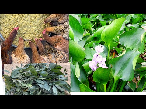 Mix chicken feed from water hyacinth - effects of ACACIA MANGIUM plant on chickens - Chicken Farm