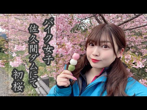 佐久間ダム、河津桜で花見なり～！