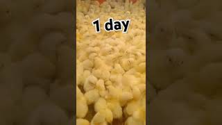 #youtube #chicken #poultrydays #chickenfarming #youtubeshorts #birds #1days