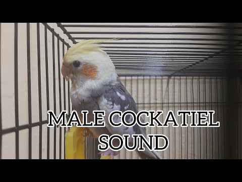 Cockatiel  reacts to male and female sounds