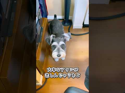 仕事中構ってくれないと怒る犬 #shorts  #ミニチュアシュナウザー #schnauzer #ペット動画 #シュナウザー #可愛い犬 #いぬのきもち