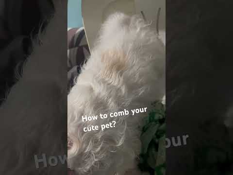 PET COMBING I HOW DO YOU COMB YOUR DOG HAIR #share  #pets  #animals  #love  #care #love AND