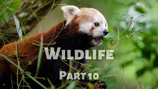 Wildlife Exploration with Calm Music - 4k No Repetition - Part 10