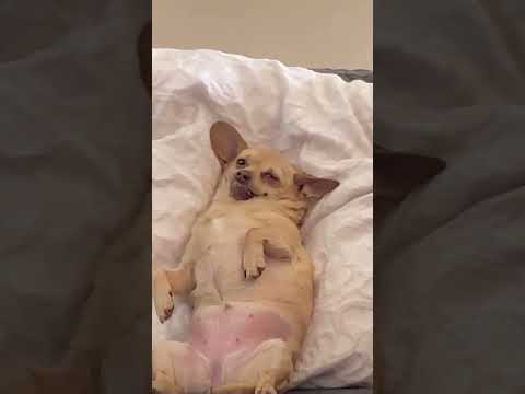 #Shorts videos graciosos de animales funny animal videos animales graciosos