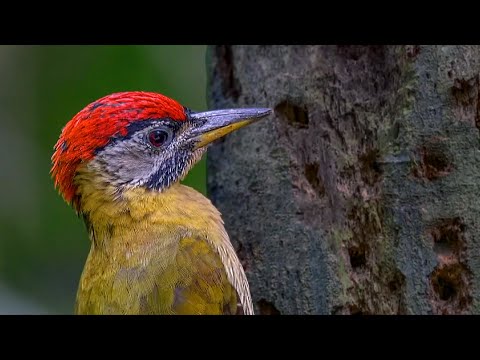 Woodpeckers: 26 Species