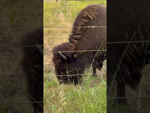 Rare sight of American Bison grazing in the Bison Paddock at Golden Gate Park in San Francisco! #sf