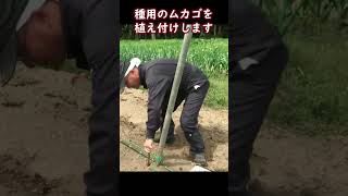 種芋をムカゴから自家栽培で育てる方法（ショート動画）長芋栽培