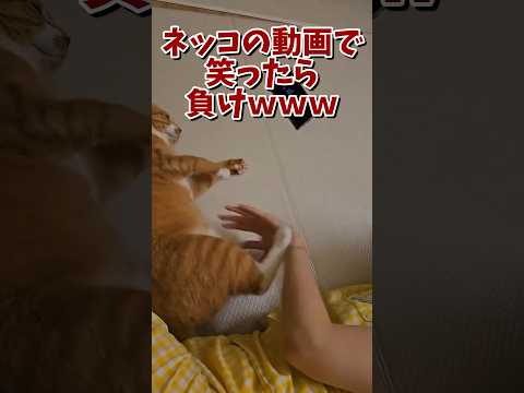 ネッコの動画で笑ったら寝ろｗｗｗ　#2ch #2ch動物スレ #2ch面白いスレ #動物 #犬 #猫 #癒やし #ねこ #2chほのぼの #ネコ