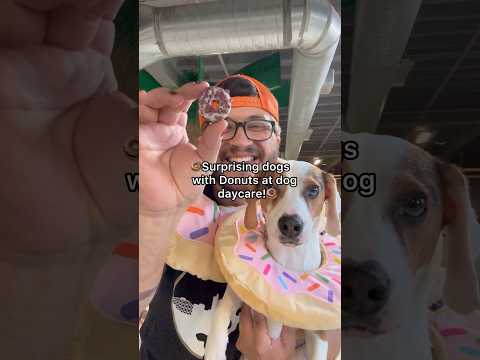 Surprising dogs with Donuts at dog daycare! #dogshorts #dogdaycare #doglover #dogs