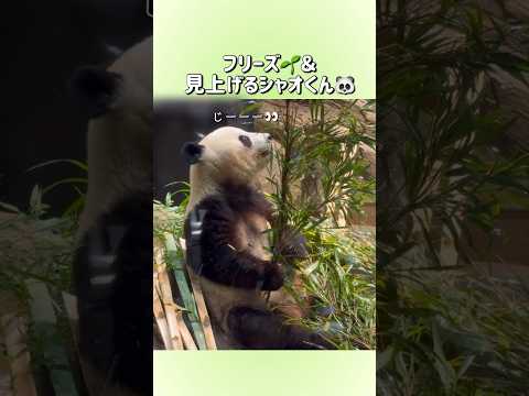 【フリーズ🌱＆見上げるシャオくん🐼】〜上野動物園〜