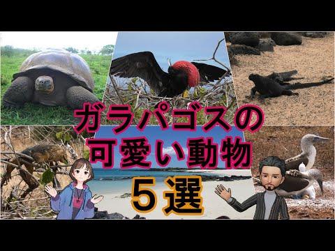 【バーチャル解説】ガラパゴス諸島で見たい、可愛い動物5選！(エクアドル)