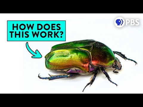 Iridescence: Nature's Most Beautiful Physics Trick