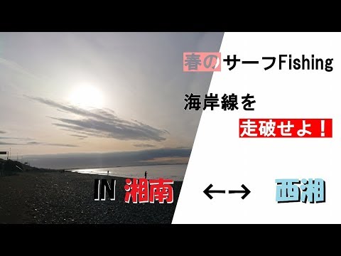 （春＋サーフFishing）青物？炸裂：湘南～西湘