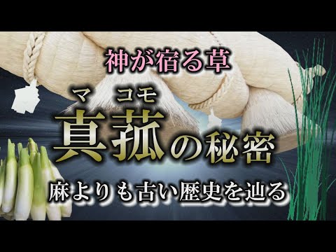 【マコモ】あまり知られていない隠れた霊草｜インディアンも食べている！【神が宿る草】