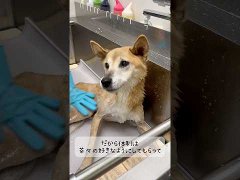 シニア犬の茶々ちゃん、シャンプー頑張りました✨#15歳 #シニア犬 #動物病院 #トリミング #dog