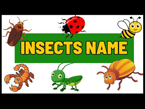 Learn Insects Names for Kids | Fun and Educational!