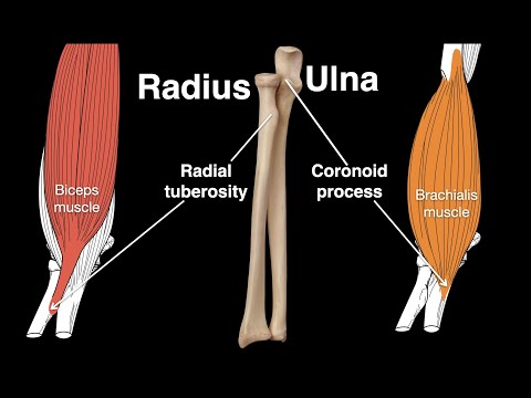 Radius and Ulna