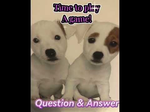 Q&A to win a prize!🐶😻