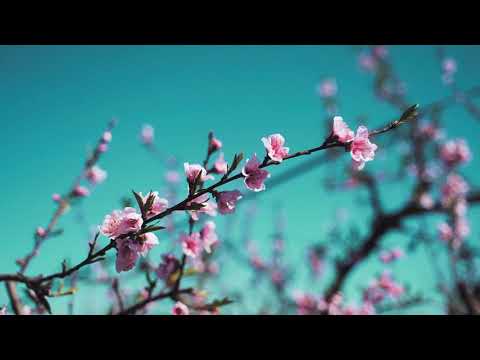 Spring Blossoms | Copyright Free Video Footage