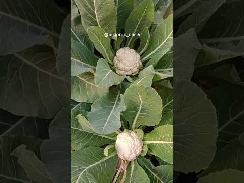 My winter garden is now full of cauliflowers #cauliflower #gardening