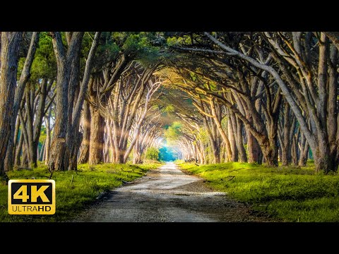 Beautiful Forests Aerial Views 4K 2Hour with Relaxation Music