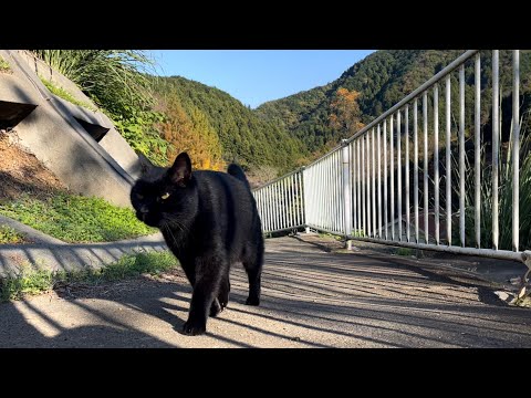 坂道で追いかけてくる黒ねこちゃん　No.８０２　に　２０２４年　１１月２２日　１２：００　のくろねこちゃん　black cat