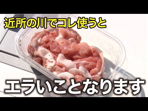 【ハゼ釣り】色んなエサを使ってみたら衝撃の結果に｜ガッ釣り267