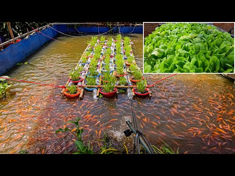 Awesome Aquaponic Systems for Raising Red Tilapia and Growing Mustard Green, Water Spinach (Part 1)