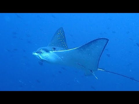 [マダラトビエイ] 出た〜‼ バリ島では、マンタよりも珍しい⁇ Spotted eagle ray in amed bali