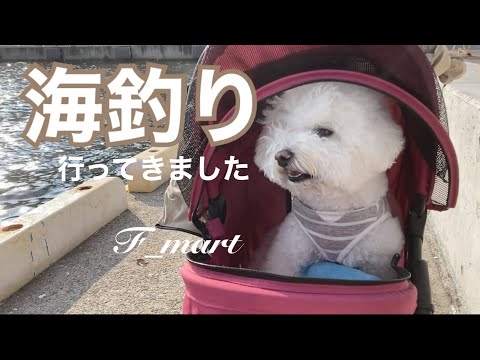 海釣り行ってきました　-ビションフリーゼ犬-