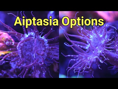 The Pros and Cons of All Aiptasia Treatments | The Prestige Reef Dork Show Ep 74